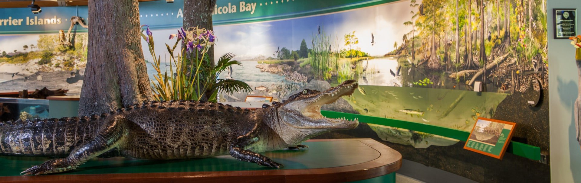 Alligator on display