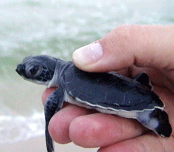 Baby Seaturtle