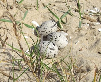 Eggs on the beach