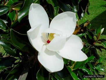 southern magnolia