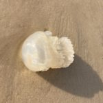 Cannonball Jelly  Sent in by Suzanne P, Oct. 22, 2021.  That is Stomolophus meleagris, a cannonball jelly. It must have been tossed around a good bit in the surf, as it has lost the bell that usually covers its top. They are more of a seasonal visitor, unlike the moon and comb jellies that are always found in our waters (and look like blobs of clear jello). Cannonball jellies do not have stinging cells strong enough to harm humans, but when stressed can produce a toxic mucus that causes cardiac issues upon ingestion. Interesting fact: cannonball jellies are a common food item in Asia, often dried (to get rid of the toxic mucus) and added to sea salads.