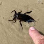 Giant Water Bug  Sent in by Z. Tobin, Oct. 15, 2021.  That is Benacus griseus, a species of giant water bug. Informally, it is known as an eastern toe-biter, as they can pack quite a painful bite when provoked. The strange thing is, this bug absolutely does not belong at the beach. They are strictly a freshwater species, meaning he must have either floated into the Gulf with water hyacinth from the river, or he was flying around, looking for a new freshwater home, when he got lost/exhausted and made a pit stop at the beach!