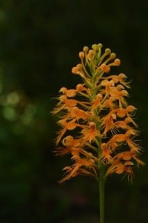 Orange Fringed Orchid photographed by Botanist Dr. Jim Folsom