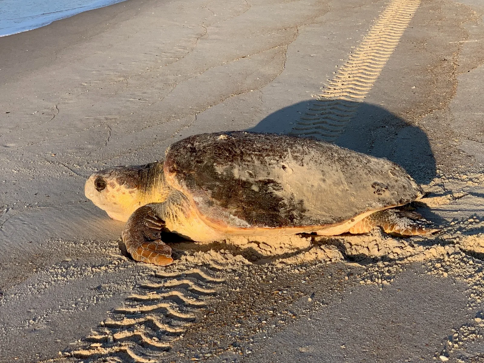 Sea turtle