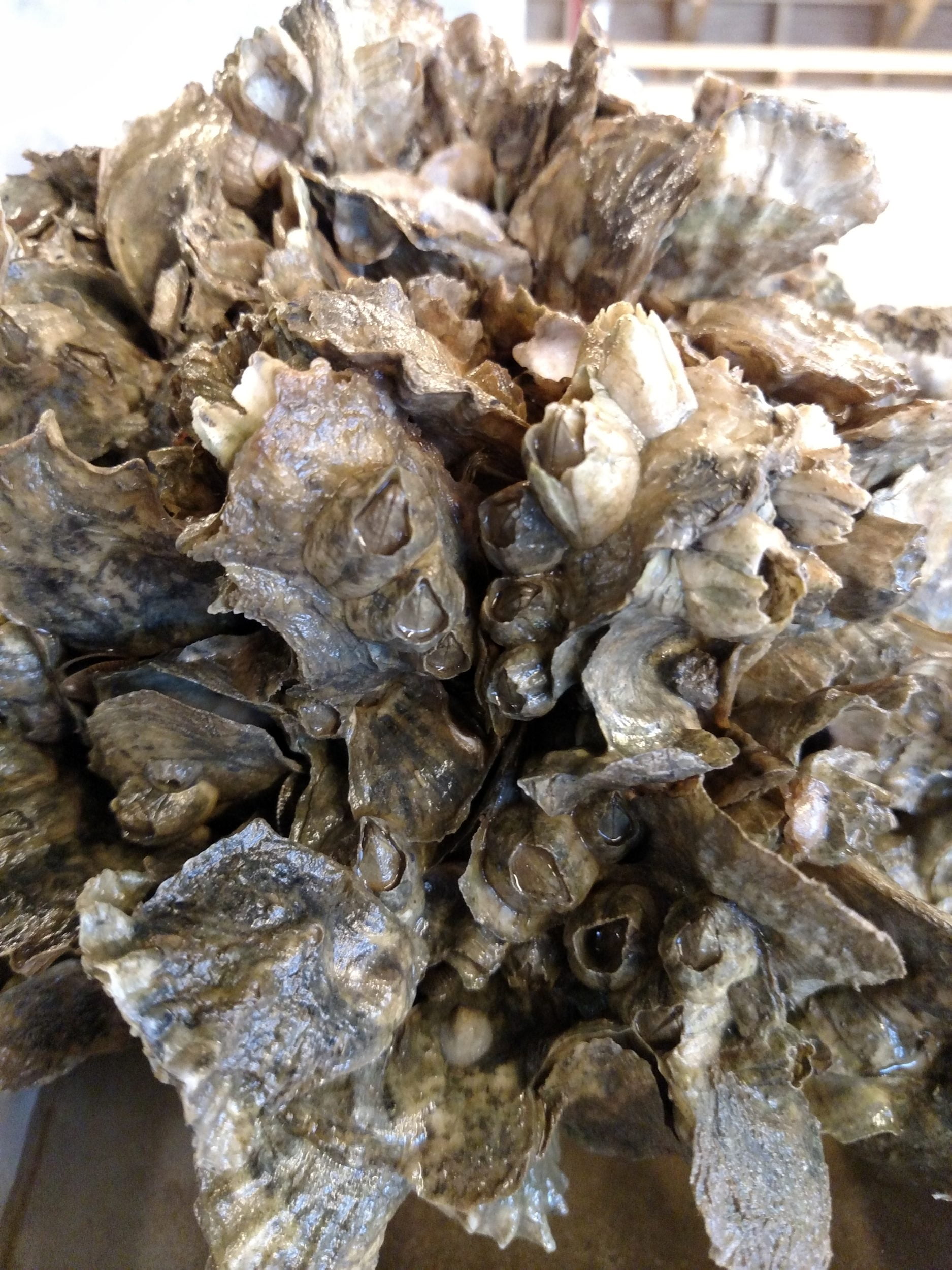 Oyster clump