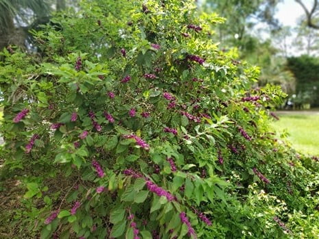 Bay-Friendly Landscaping