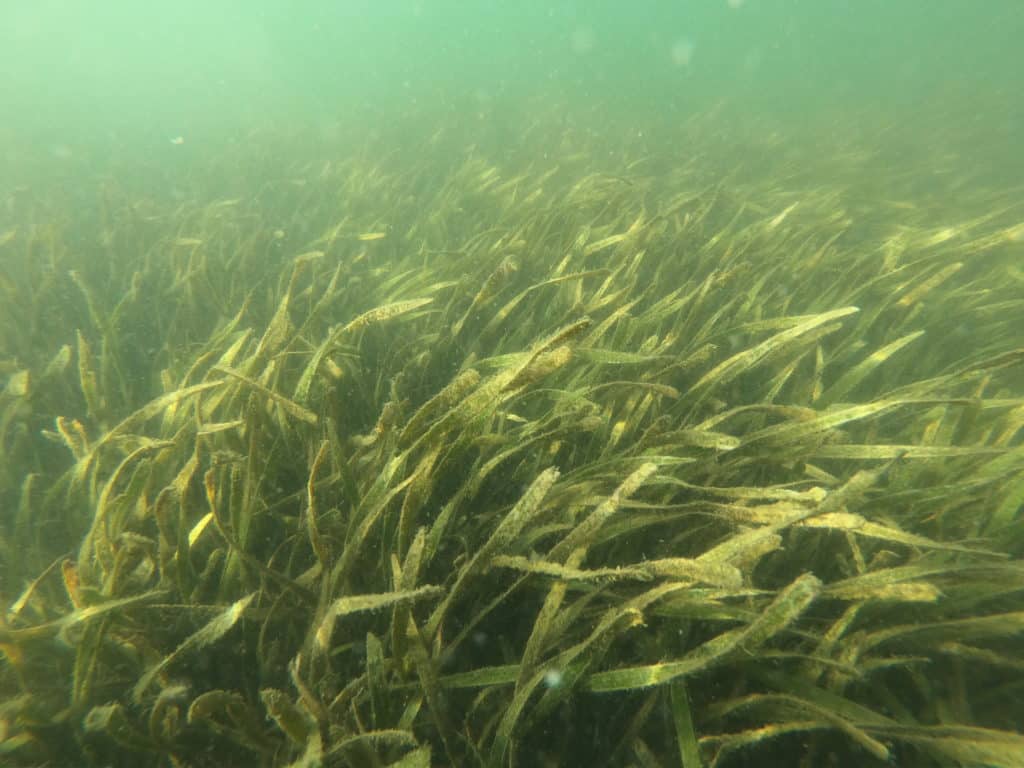 seagrass underwater