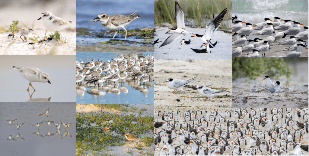 collage of shorebirds and seabirds seen throughout the panhandle
