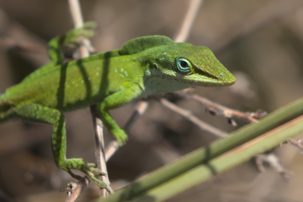 Native green anole. Photo by Kennedy Hanson.
