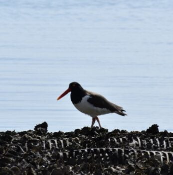 American Oystercatcher “Y15” is spotted foraging at the ANERR Cat Point breakwater. This bird nests at the nearby St. George Causeway. FWC is conducting a long-term study looking at movements of Oystercatchers in the panhandle. All banding is conducted by trained professionals with proper permits.