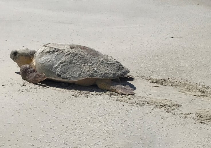 Staff encountered a rare daytime nesting Loggerhead Sea turtle during a routine daytime patrol on Little St. George Island in July. It turns out this female was tagged in 2016 on neighboring St. Vincent Island by the Florida State University Marine Turtle Research, Ecology, and Conservation Group. Little St. George nesting activities are covered under Marine Turtle Permit 250 and follow guidelines in accordance with FWC, the state entity that oversees nesting beach activity in Florida.