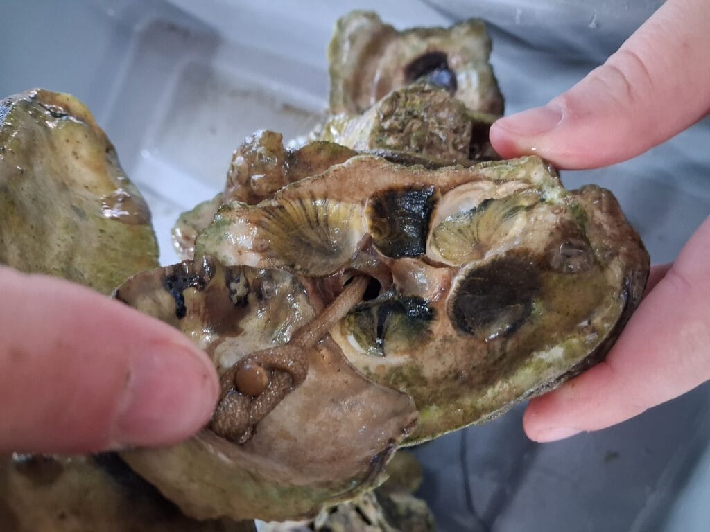 VOG with multiple oyster spat on shell.