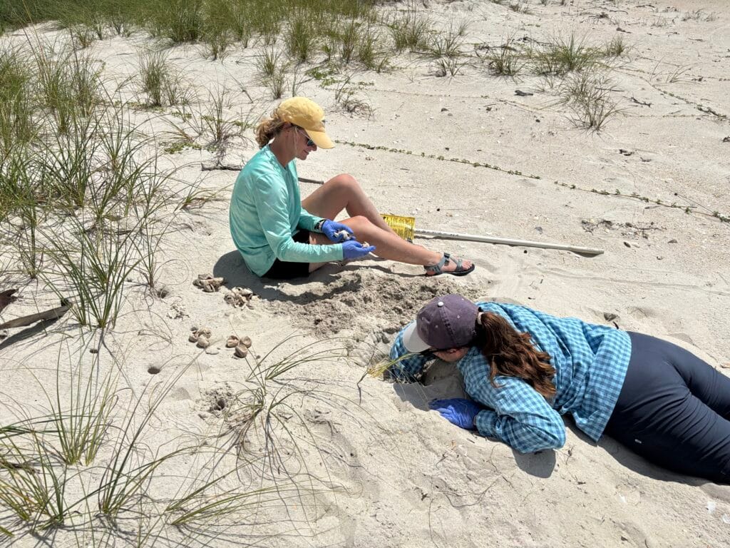 Stewardship team completing a nest inventory on Little St. George Island.