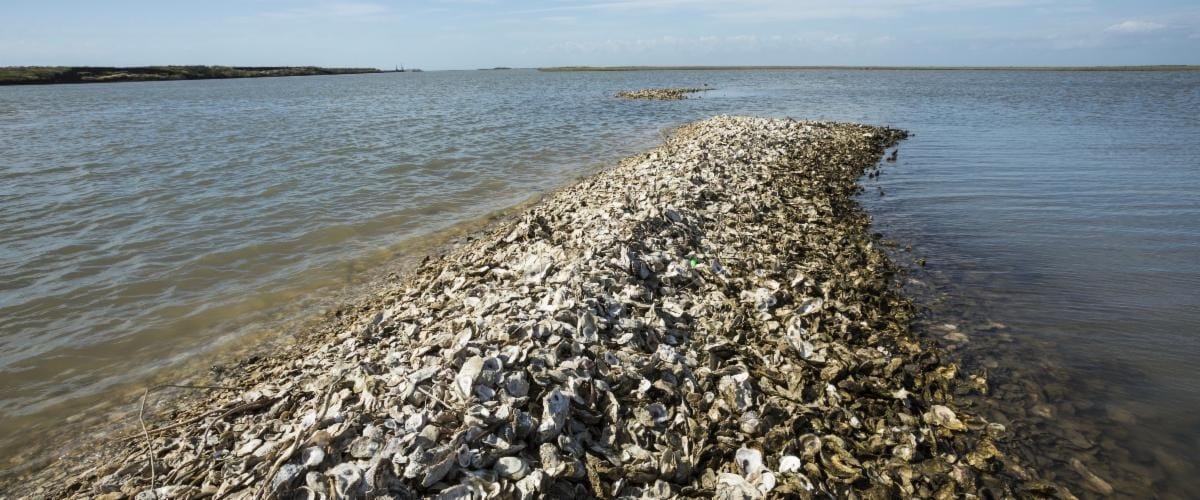 oyster bar FSUML
