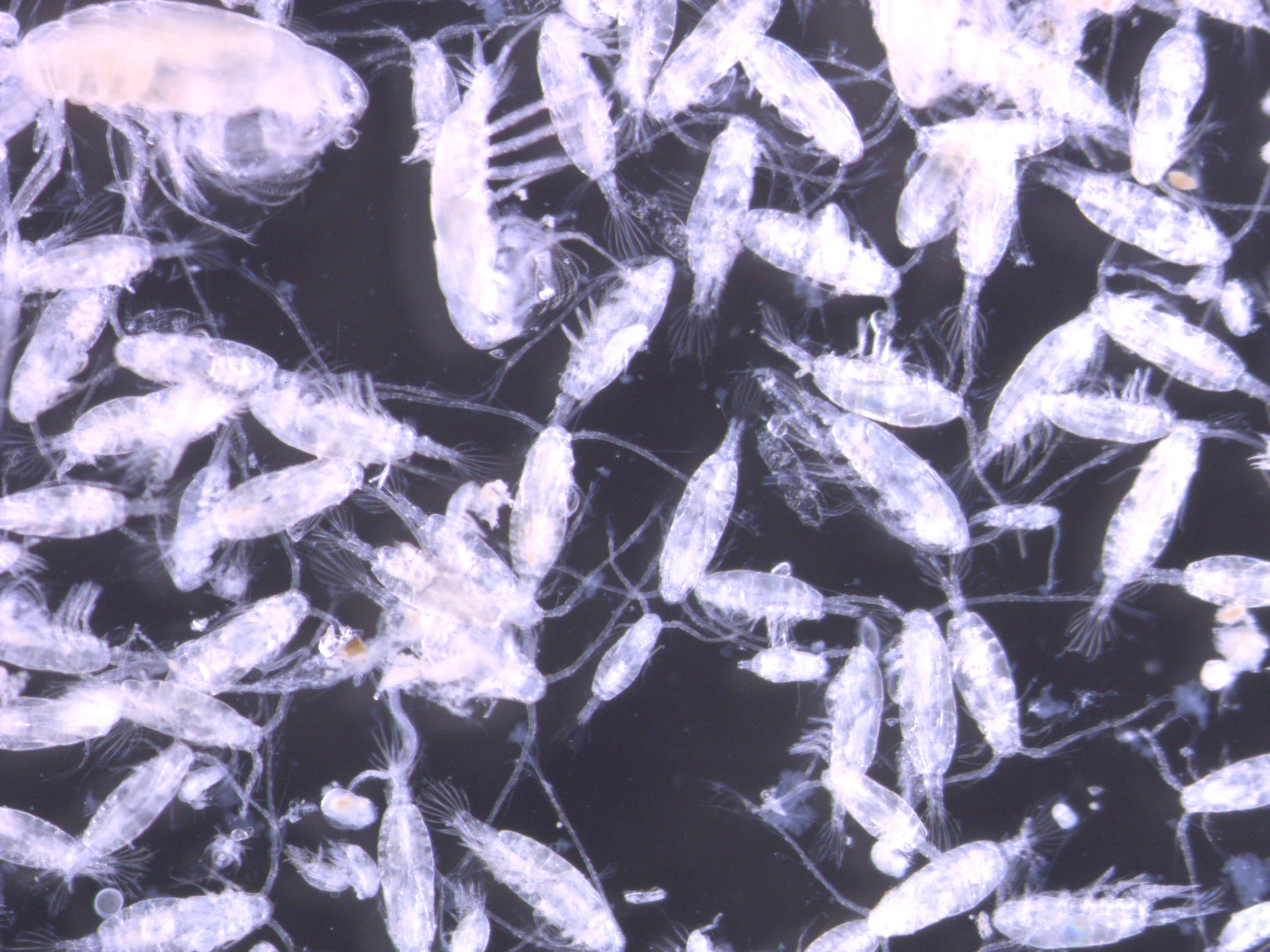 Zpk Copepods samantha lucas