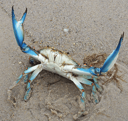 blue crab andy gannon september 2026