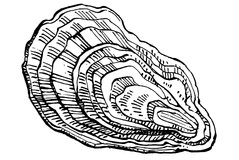 Oyster Shell